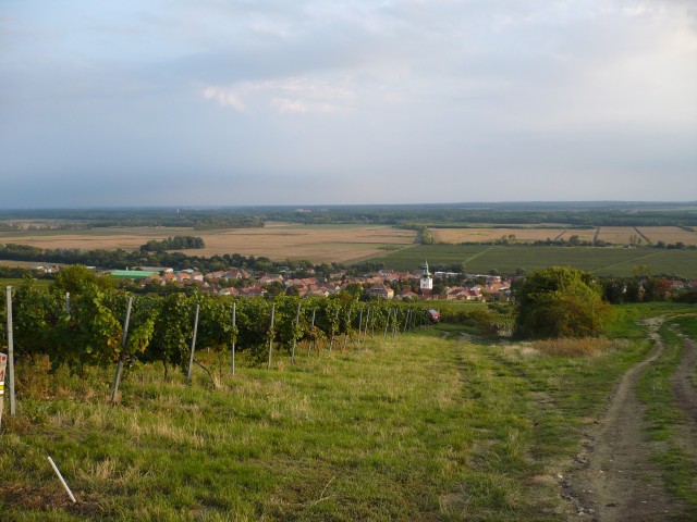 vinice nad Přítluky